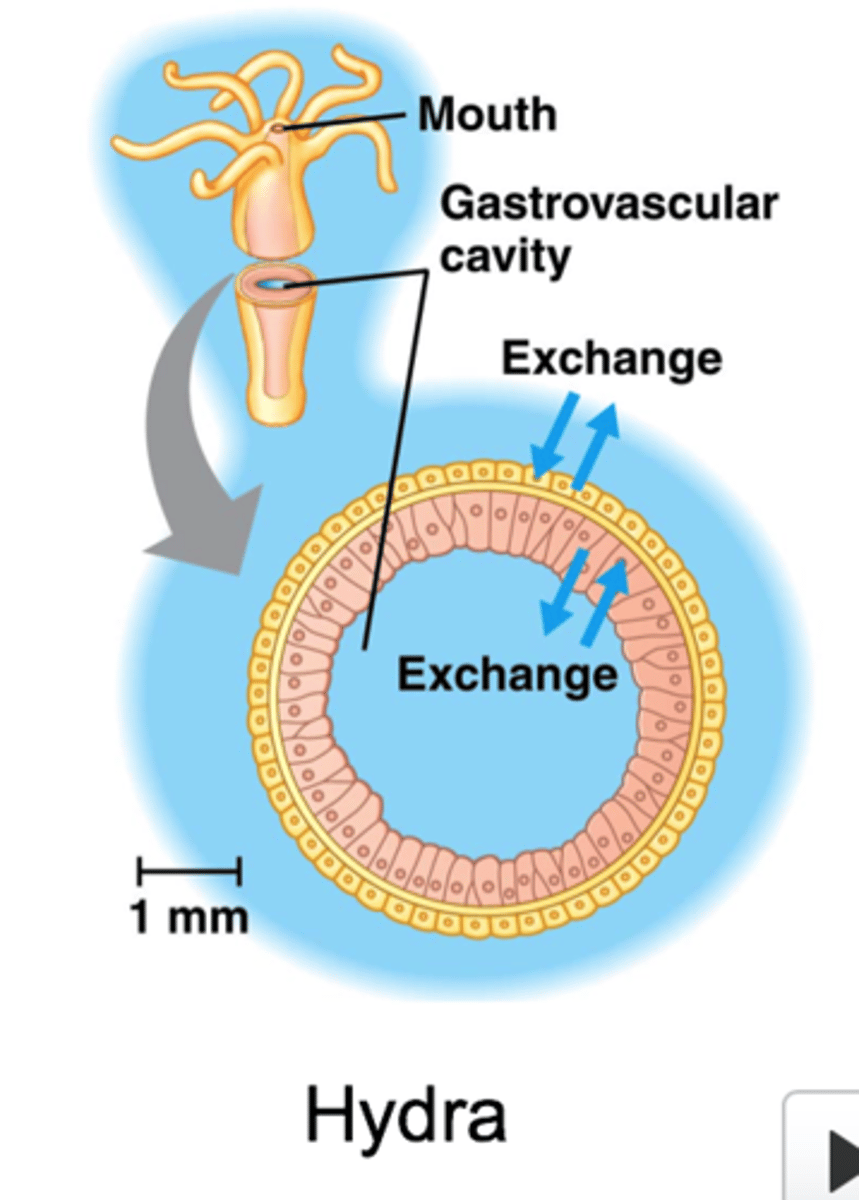 <p>most cells contact environment ex. hydra</p>
