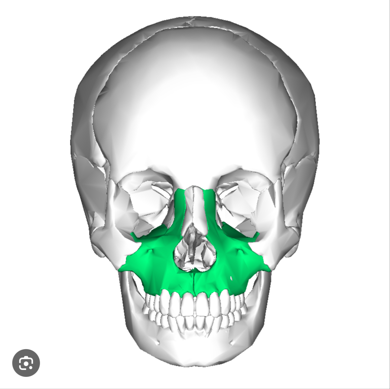 <p>A paired bone that forms upper portion of facial skeleton</p>