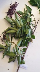 Sambucus nigra