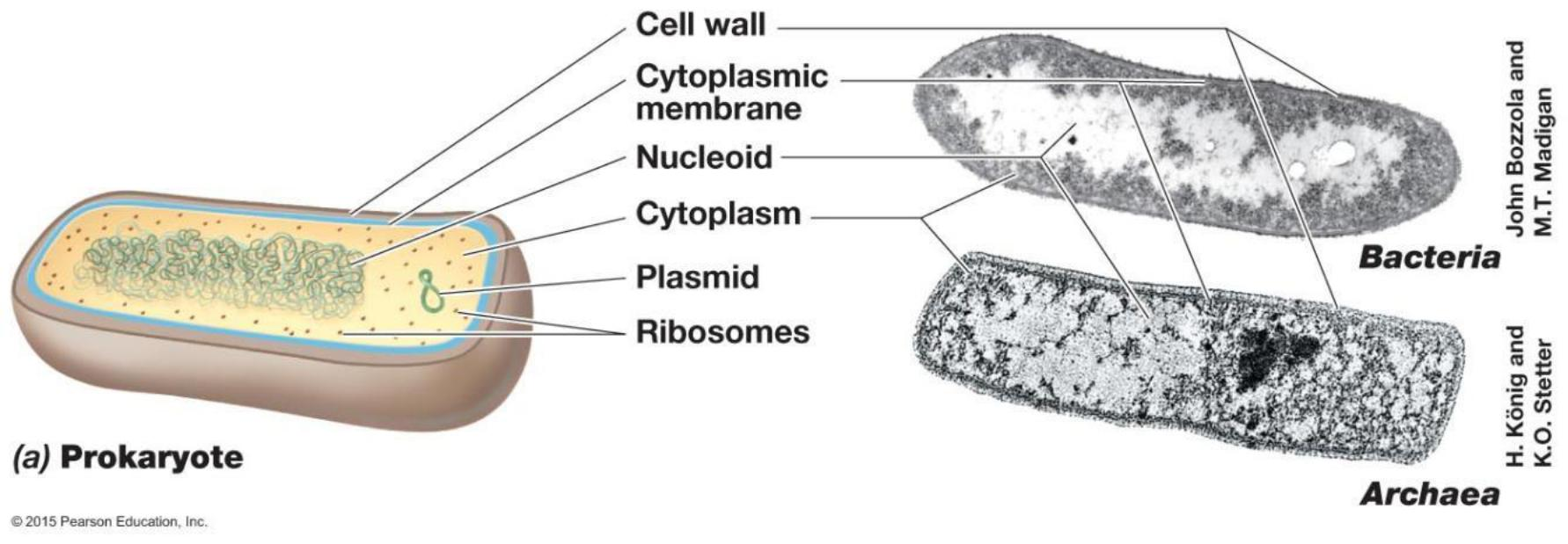 <p>Bacteria and archaea</p><p></p>