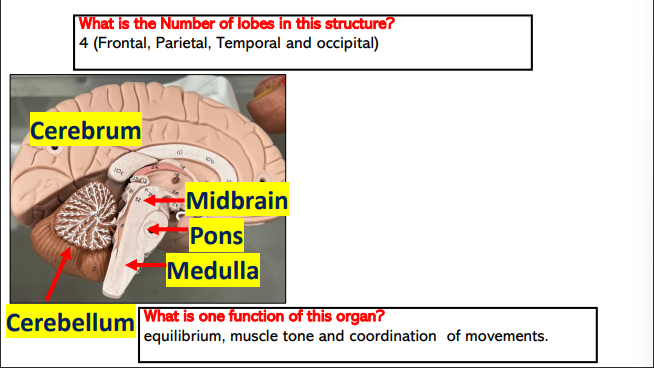 <p>4</p><p>frontal,parietal,temporal,occipital</p>