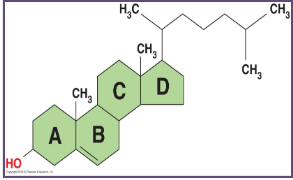 <p>built on a hydrophobic 4 ring structure</p><ul><li><p><em><span>on exam, portrayed as true or false</span></em></p></li></ul>