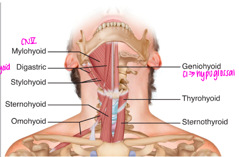 N →

Nerve to Mylohyoid (CNV)

\
A →

Elevates Hyoid Bone and floor of the mouth