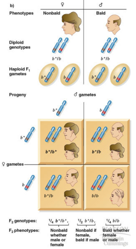 <p>-It is Autosomal</p><p>-Relationship between genotype and phenotype differs between men and women</p><p>-males: b allele is dominant, resulting in male pattern baldness</p><p>-females: b allele is recessive, pattern of baldness is disorganized</p>