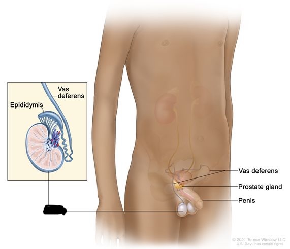 <p>Paired oval organs suspended in a pouch-like sac (scrotum) outside of the pelvic cavity.</p>