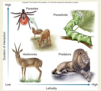 Interactions in which organisms gain their nutrition by eating other living organisms or are eaten themselves.