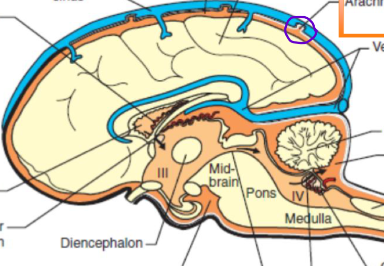 <p>what is circled in purple?</p>
