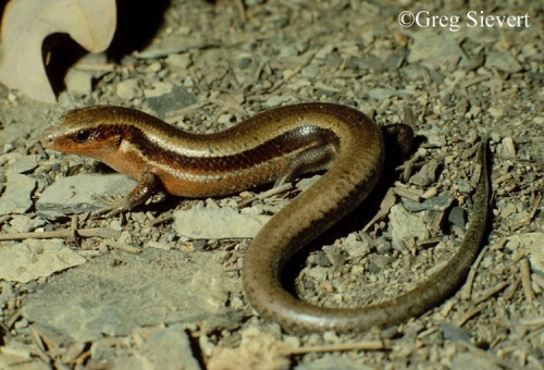 <p>A medium-sized lizard (5.0 to 7.0 inches in length) with smooth, shiny scales and short legs. Back color ranges from olive-gray to brown. A wide dark brown or black lateral stripe extends from the head onto the tail along each side of the body, bordered by a thin light line above and below. The belly is gray or bluish-gray. Males have dark orange or reddish tint on sides of the head during the breeding season. Adult females are slightly larger than males.</p>