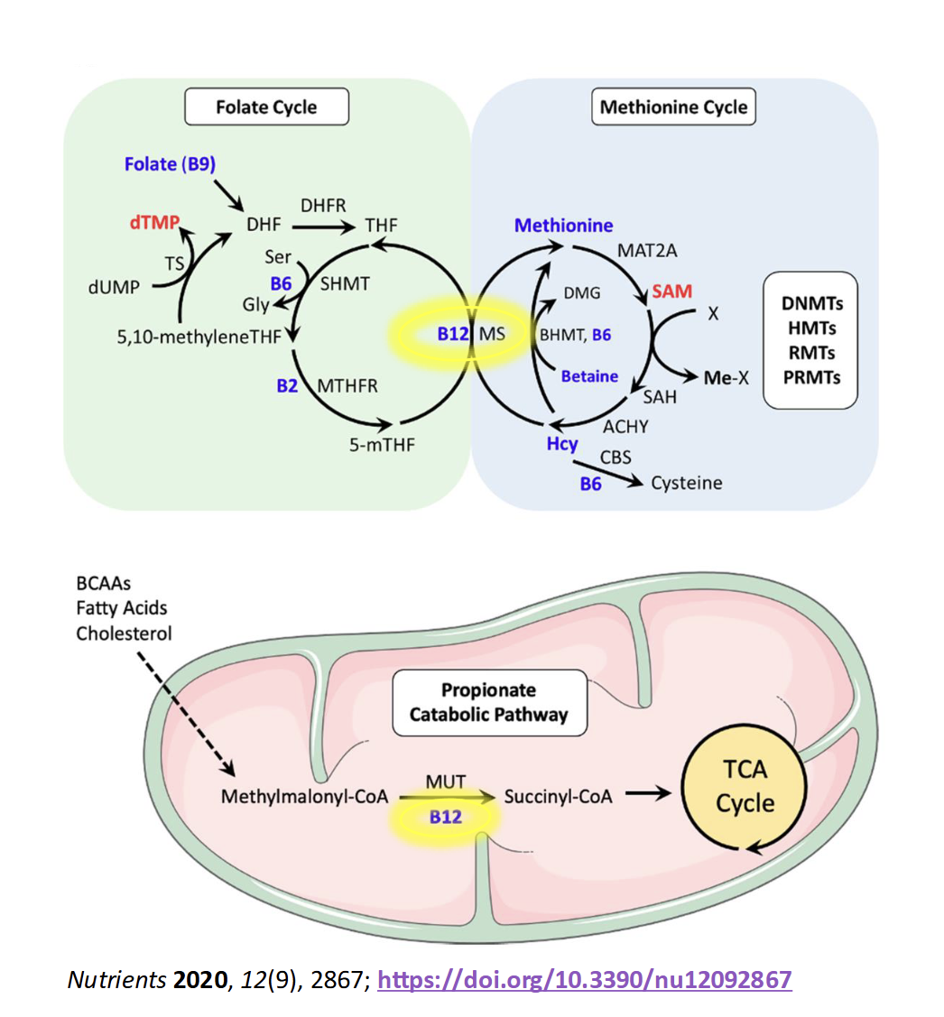 <p>ATP Production</p><ul><li><p>TCA cycle, allows the body to use amino acid & FA for energy</p></li></ul><p>Amino Acid Metaolism</p><ul><li><p>conversion of homocysteine(Hcy) to methionine(Met)</p></li></ul><p>Methylation(Me-X)</p><ul><li><p>Met is used to create S-adenosylmethione(SAM), the bodys primary methyl donor</p></li><li><p>Regulation of gene expression</p></li></ul><p></p>