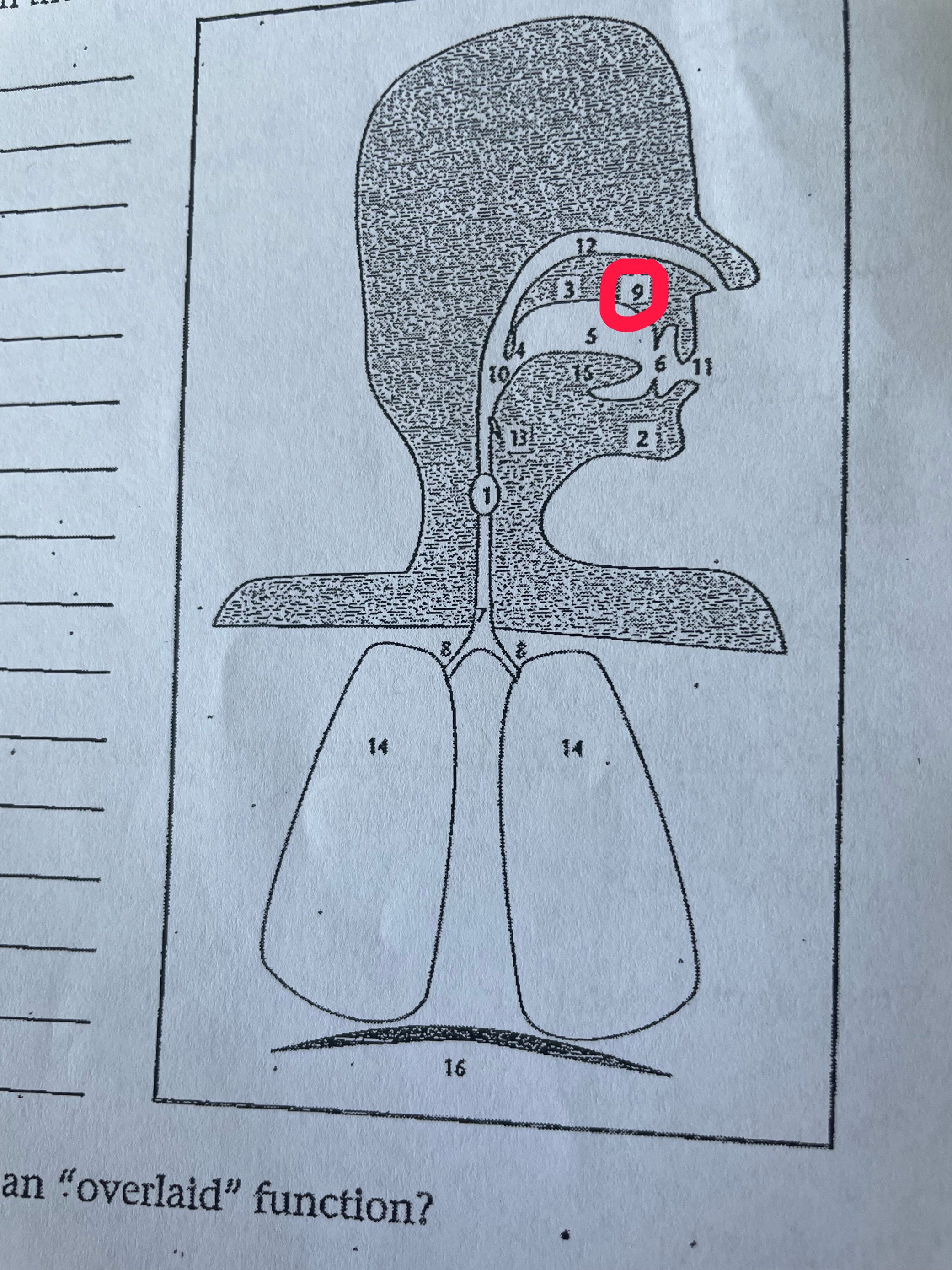 term image