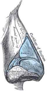 <p><strong><span>A:</span></strong><span> Nasal bone.</span></p>