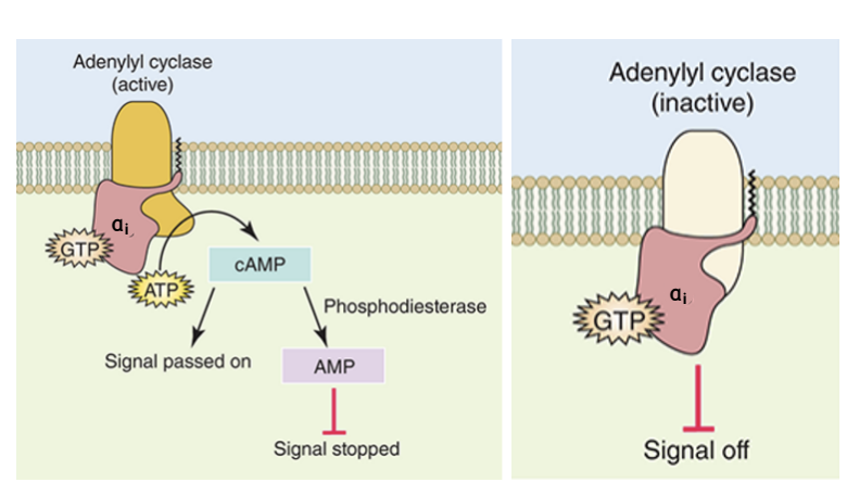 <ul><li><p>another major class of intracellulr signalling proteins is adenylyl cyclase</p></li><li><p>they are related to guanylyl cyclase in that a nucleotide triphosphate is converted into another form</p></li><li><p>ATP is converted into cAMP, perpetuating the signal</p></li><li><p>in contrast, adenylyl cyclase is not linked to membrane receptors</p></li><li><p>instead, adenylyl cyclase binds to the alpha subunit of the heterotrimeric G proteins, which is why it is designated as a signalling protein instead of a receptor type</p></li></ul><p></p>