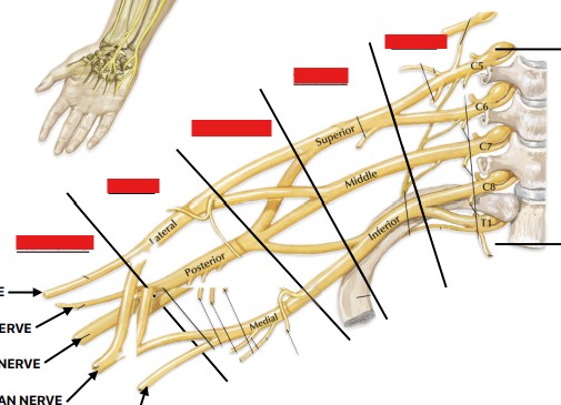 <p>What is the&nbsp;organization of a spinal plexus from closest to farthest from the spine?</p>
