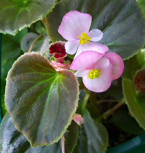 <p>Waxleaf Begonia (Begoniaceae)</p>