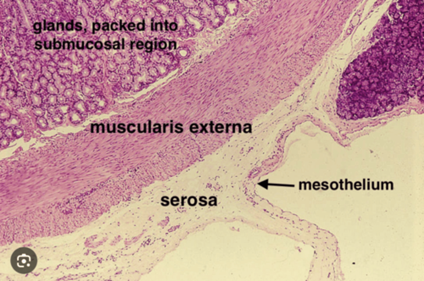 <p>Responsible for structural support has 3 main components</p><p>Smooth muscle: Found in smaller airways (e.g., bronchioles), regulates airflow by contraction or relaxation</p><p>Cartilage: Found in larger airways (e.g., trachea and bronchi), maintains airway patency and prevents collapse during inhalation.</p><p>Bone: Found in regions like the nasal cavity, provides rigid structural support.</p>
