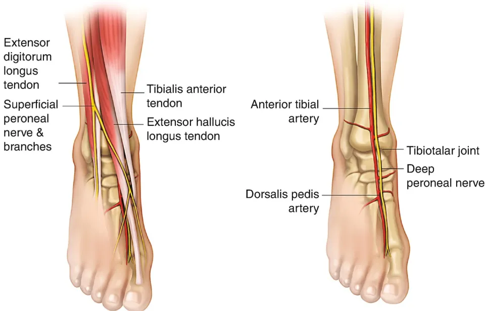 <ul><li><p>travels between the tibialis anterior and extensor hallucis longus</p></li></ul><p></p>
