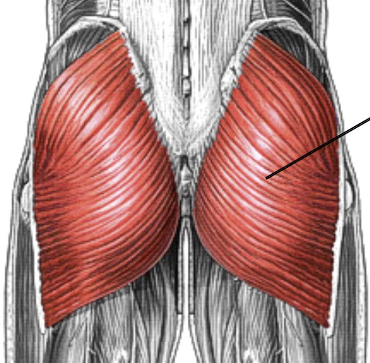 <p>Which muscle of the femur is:</p><ul><li><p>The buttock</p></li><li><p>Action: ext &amp; lateral rot hip</p></li><li><p>Nerve: inferior gluteal</p></li></ul><p></p>