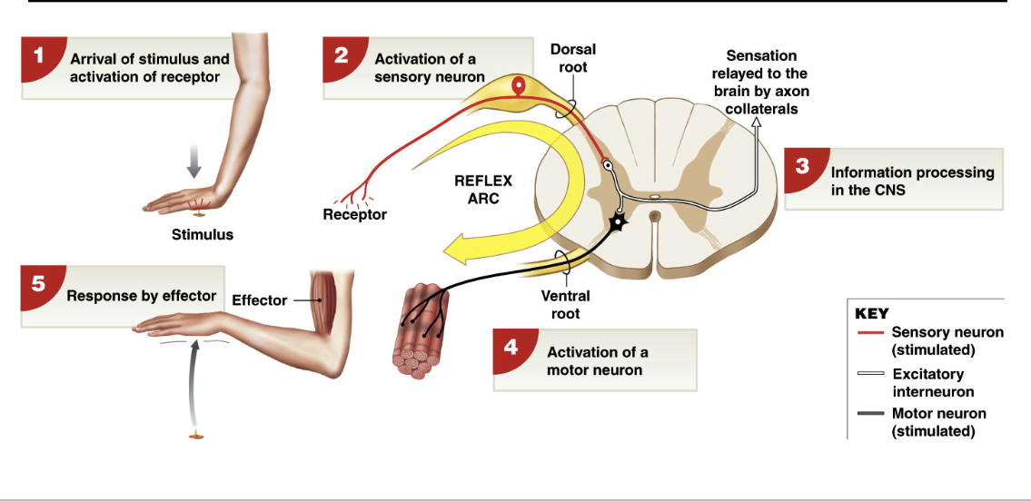 <ul><li><p>monosynaptic response (1 synapse) </p></li><li><p><strong>receptor</strong>: muscle spindle (proprioceptors) </p></li><li><p><strong>Sensory Neuron</strong>: stretch activates neurons that innervate muscle spindle </p></li><li><p><strong>Motor Neuron</strong>: sensory neuron directly synapses with motor neuron in spinal cord </p></li><li><p><strong>Effector</strong>: muscle fibers in region of spindle contract in response to action potentials from motor neurons </p></li></ul><p></p>