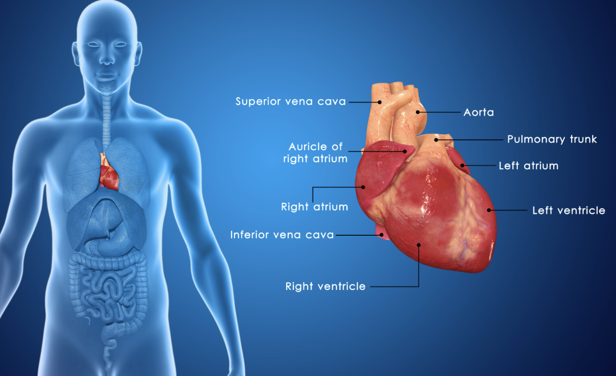 <ol><li><p>right atrium - receives systemic blood</p></li><li><p>right ventricle - pumps blood to lungs </p></li><li><p>left atrium - receive blood from lungs </p></li><li><p>left ventricle - pumps blood to organ systems </p></li></ol><p></p>