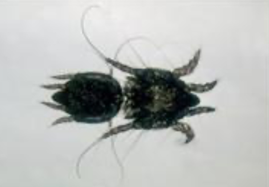 <p>What is this ectoparasite?</p>