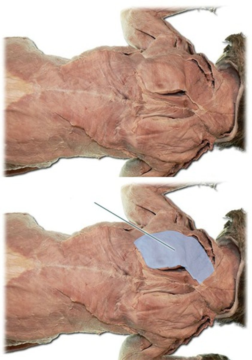 Anatomy Lab 2 quiz Flashcards Knowt