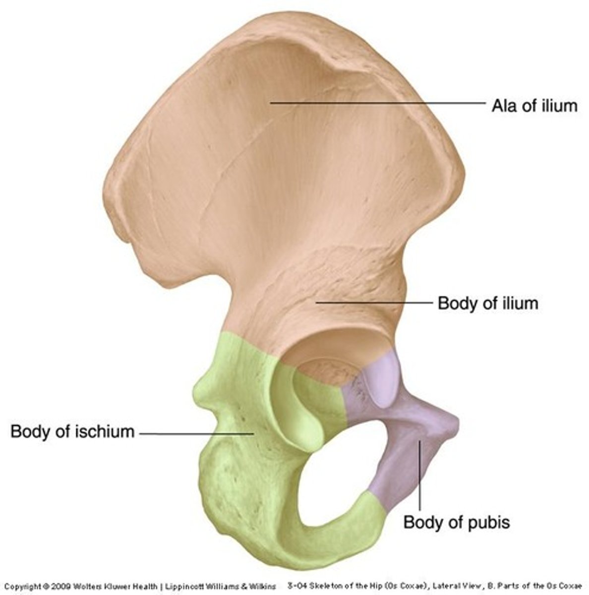 <p>Ilium</p><p>Ischium</p><p>Pubis</p>