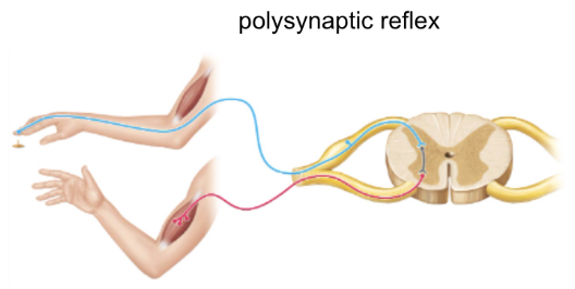<ul><li><p>more common</p></li><li><p>one or more interneurons </p></li><li><p>ex: withdrawal reflex</p></li></ul><p></p>