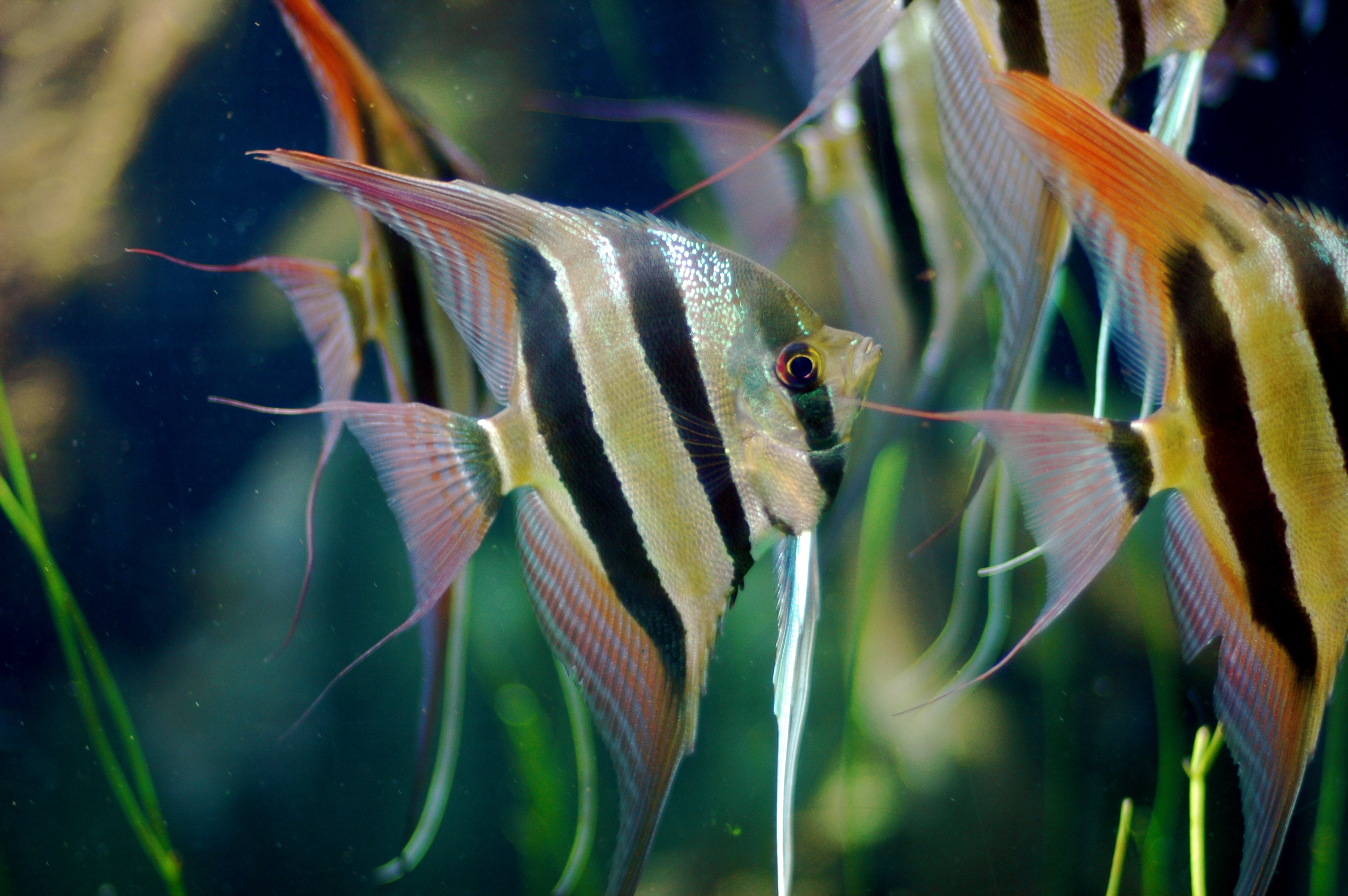 <p>Pomacanthidae</p>