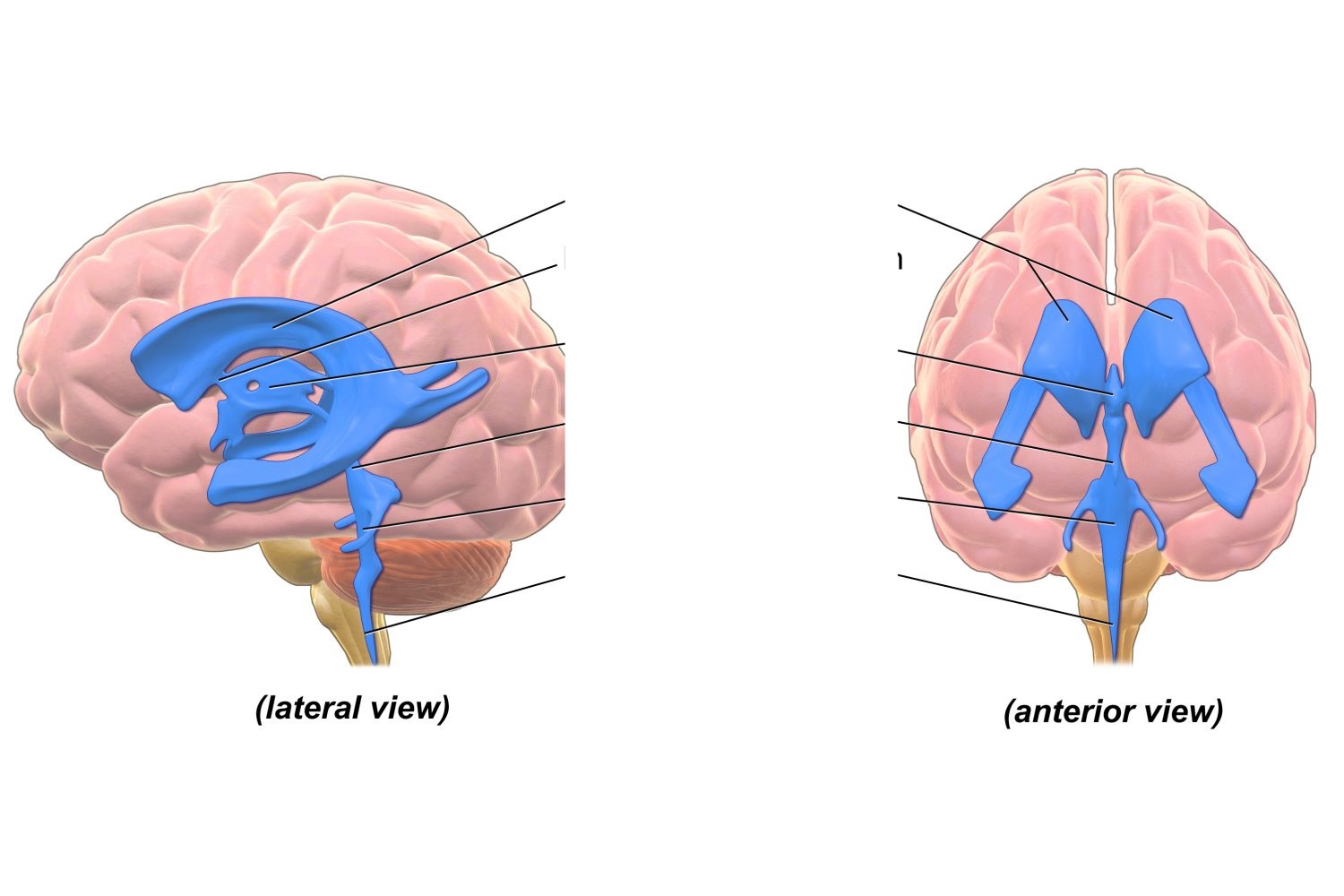 <p>What is this brain regions name and function?</p>