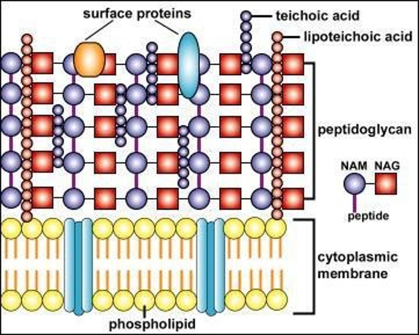 <p>A dense layer of numerous rows of peptidoglycan, teichoic acids, lipoteichoic acids, and surface proteins.</p>