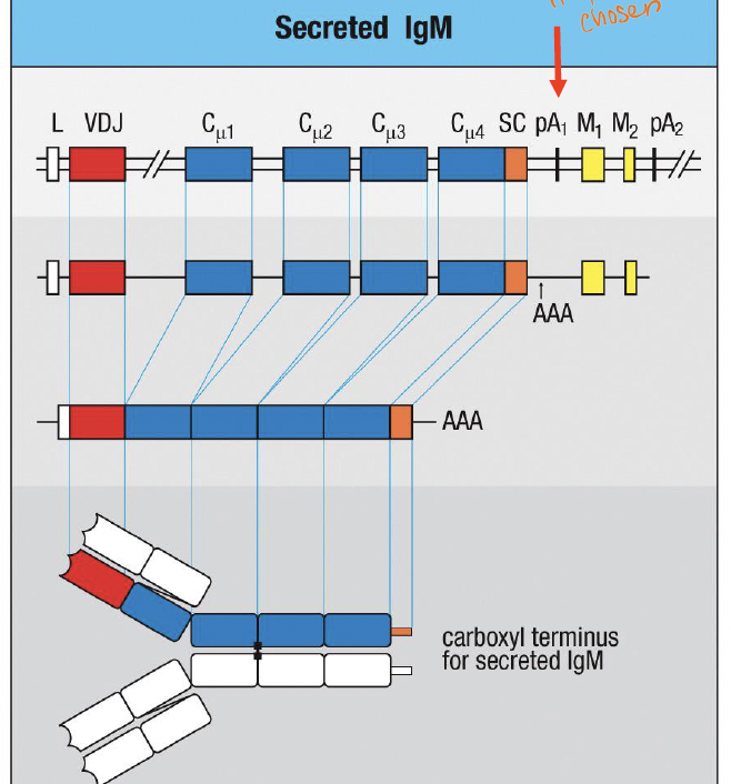 <p>pA1 ;regulated use of an “internal” polyadenylation site that precedes the exons encoding the transmembrane domain </p>