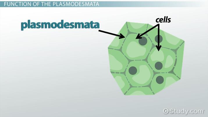 <p>hole-like structures in cell filled w/ cytosol that connect adjacent cells</p>