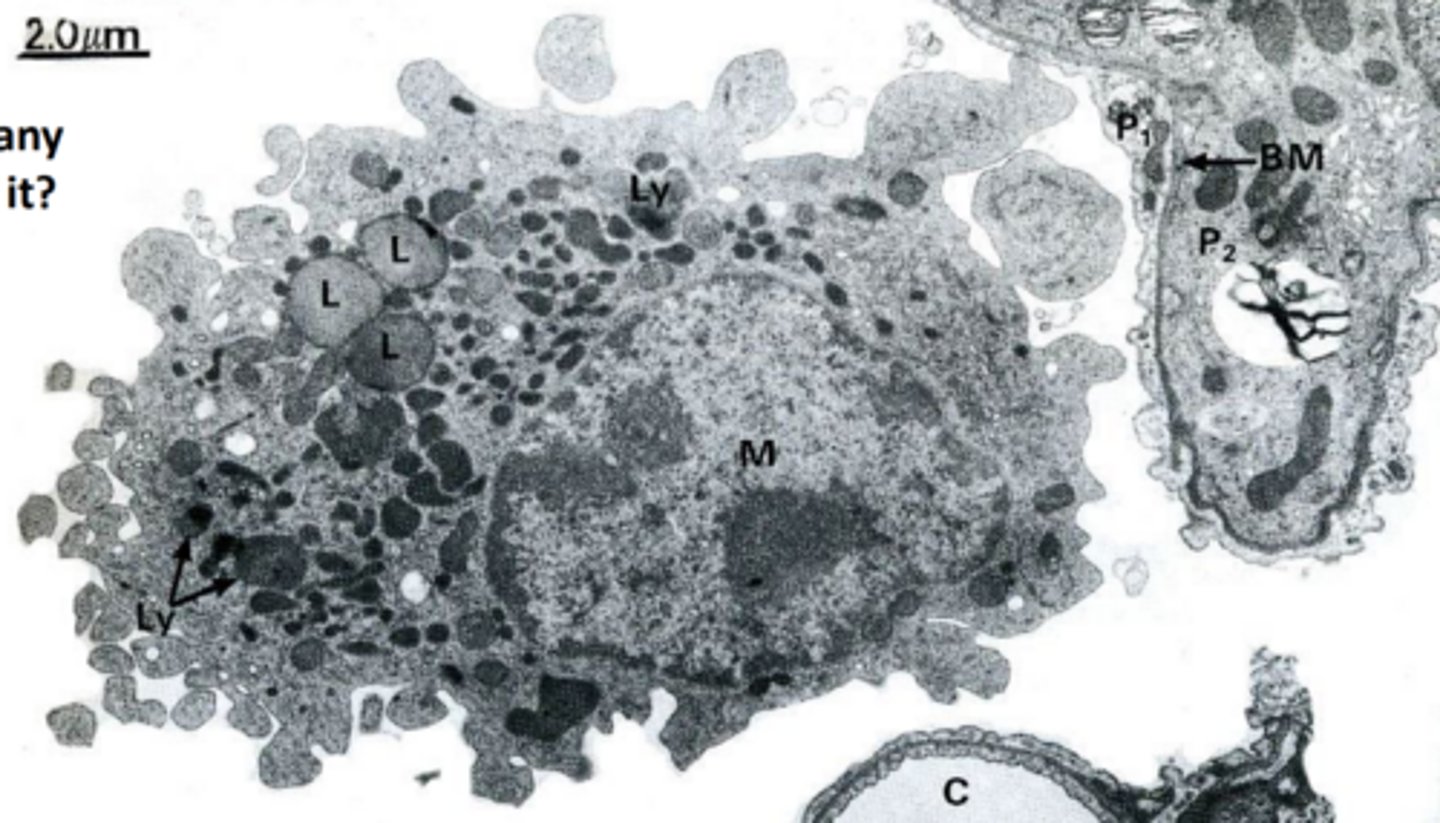 <p>cell type</p>