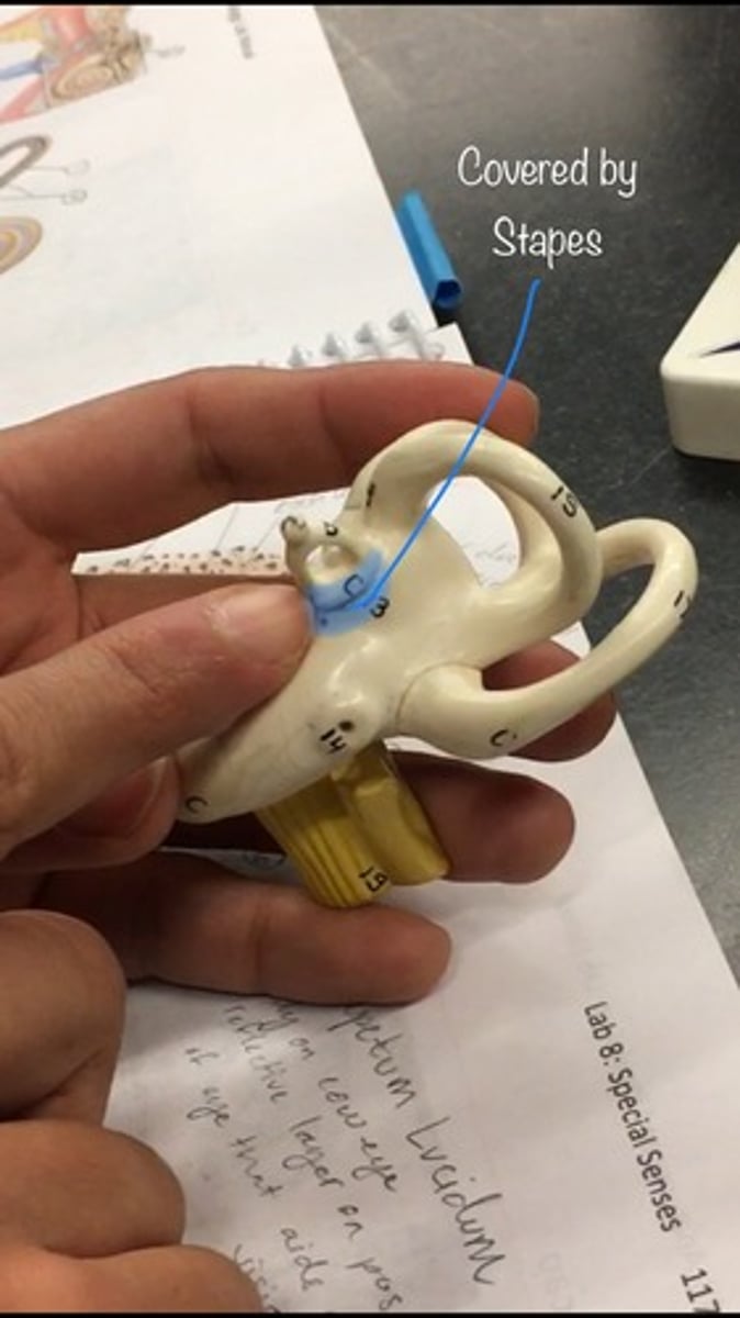 <p>a membrane-covered opening that leads from the middle ear to the vestibule of the inner ear.; goes IN, covered by stapes.</p>