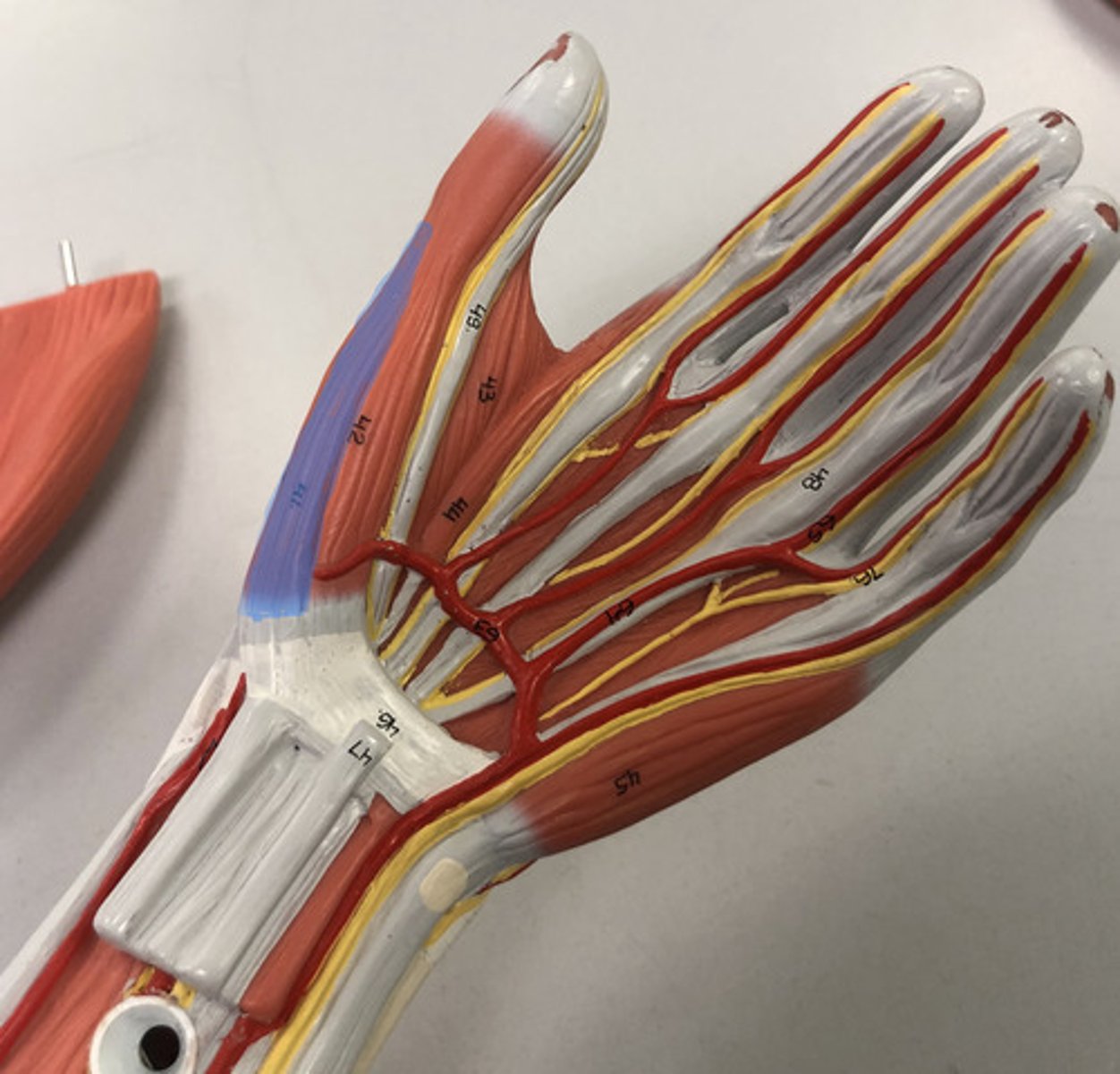 knowt flashcard image