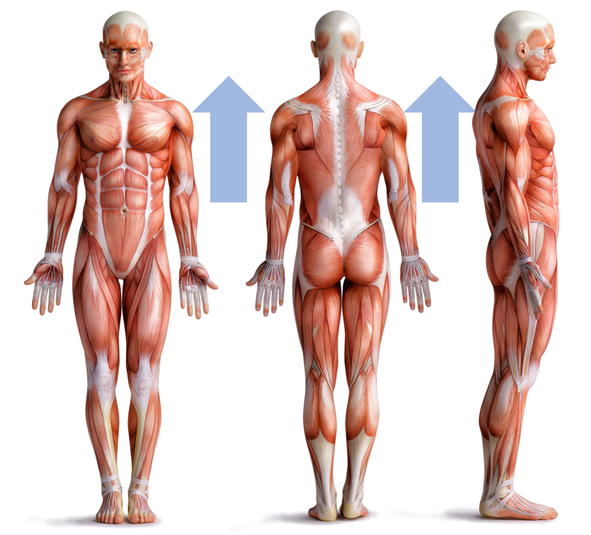 <p>toward head/upper part of structure</p>