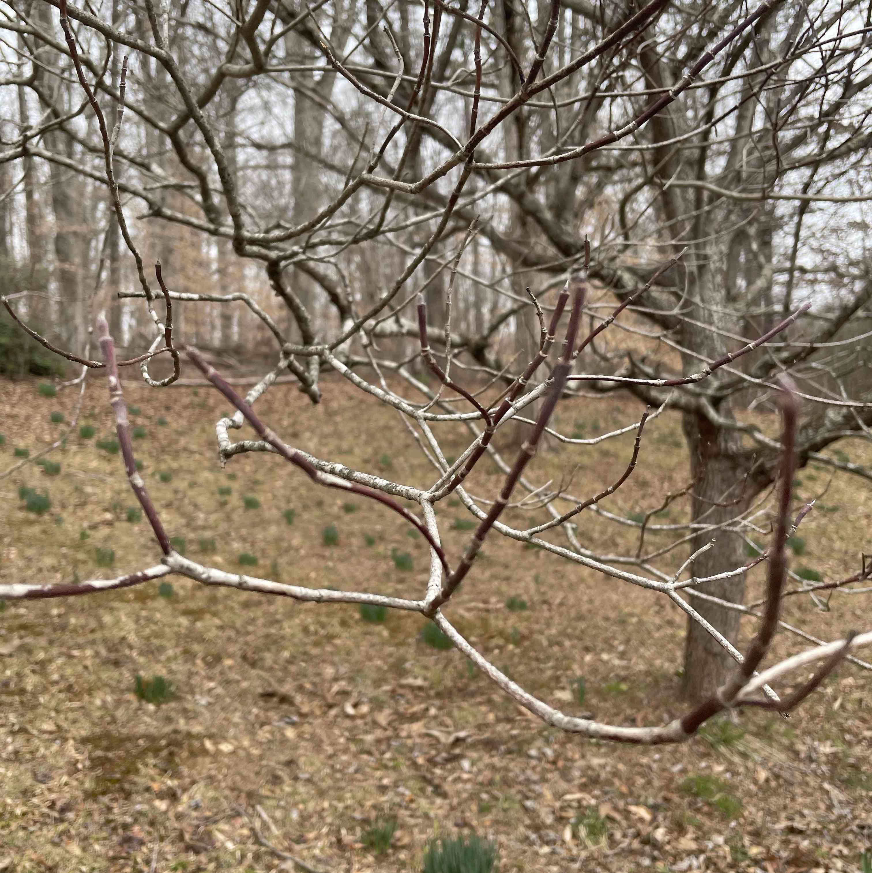 <p>Cornus florida</p>