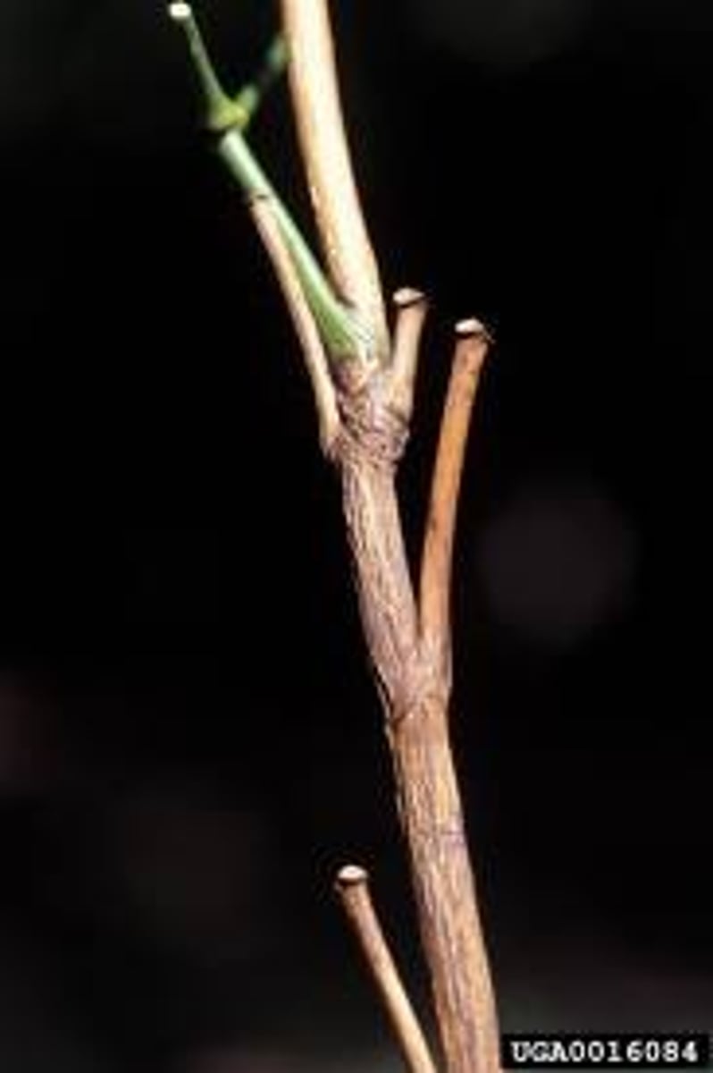 <p>Stronger/Inflexible, Bark/Brown, Taller, usually perennials</p>