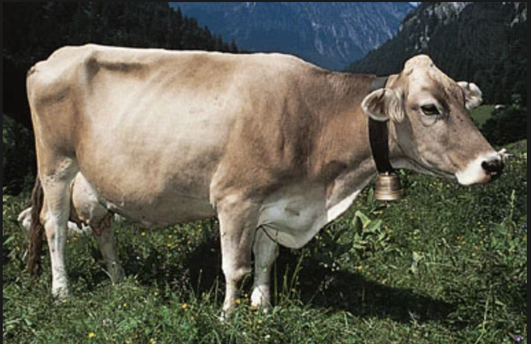 <p>-claims that this is the oldest of all dairy breeds</p><p>-second most common in the world</p><p>-introduced to Australia 1974 </p><p>-initially dual purpose now only dairy in US</p><p>-adaptable to many conditions</p><p>-becoming very popular</p><p>-light brown to grey and darker</p><p>-large</p><p>-longer pregnancy (290 days) </p><p>-high milk components</p>