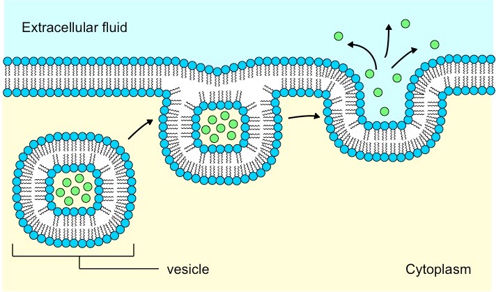 The process of Exocytosis