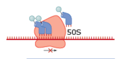 <p>What drug blocks ribosome movement in this process?</p>