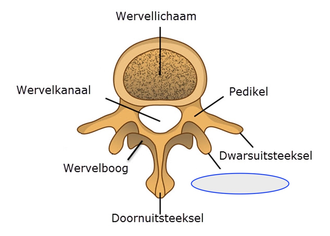 <p>kleine synoviale gewrichten tussen de wervels van de wervelkolom</p>