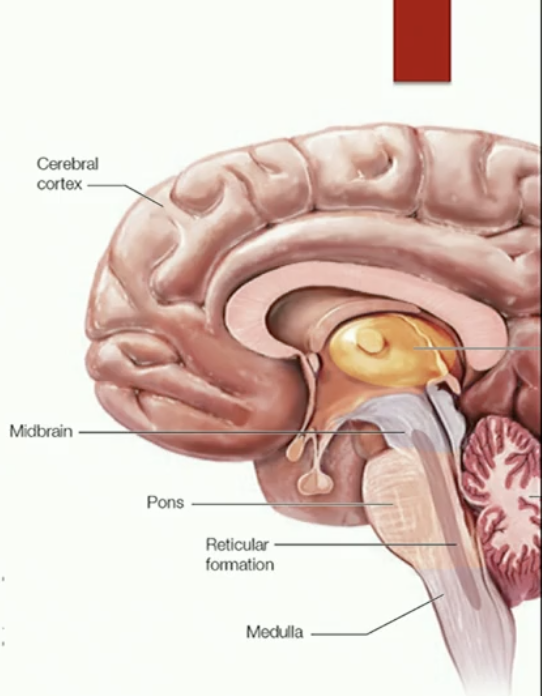 <p>The brainstem</p><ul><li><p>what is its function</p></li><li><p>Reticulur formation: cells are firing fast vs cells are firing slow</p></li></ul><p></p>