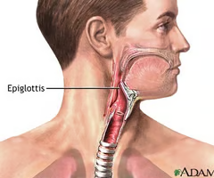 <p>What is this structure?</p><ul><li><p>leaf-shaped; attached to the thyroid inner surface</p></li><li><p>Acts like a flap which alllows air to enter the larynx but during swallowing in blocks the opening of the larynx</p></li></ul><p></p>