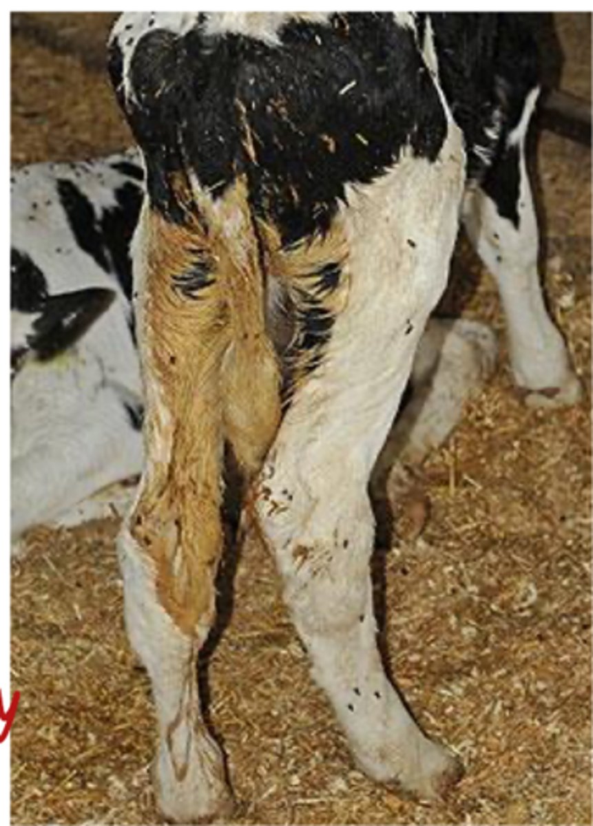 <p>what are the concerns associated with scours</p>