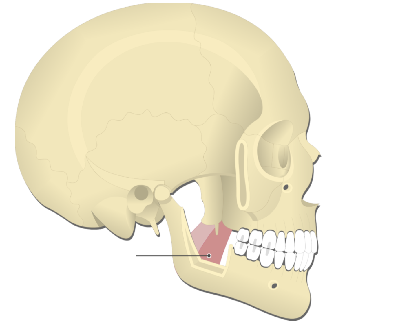 <p></p><p>origin: pterygoid process</p><p>insertion: ramus of mandible</p><p>action: elevates mandible</p>