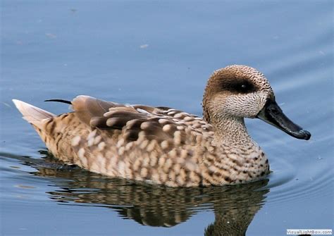 <p>Family: Anatidae</p>