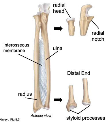 <p>medial bone of the forearm</p>