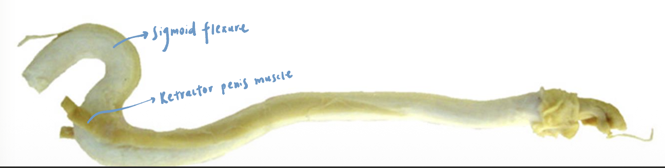 <p>Paired retractor penis muscles </p><ul><li><p><span><span>Attach&nbsp;</span></span>dorsally to the coccygeal vertebrae</p></li><li><p><span><span>Attach&nbsp;</span></span>ventrally to the ventrolateral sides of the penis</p></li></ul><p></p>