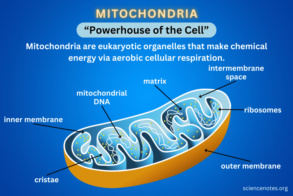 <p><strong>Mitochondria</strong></p>